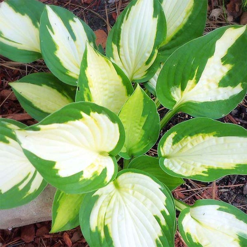 Hosta Eskimo Pie (Fogliame)