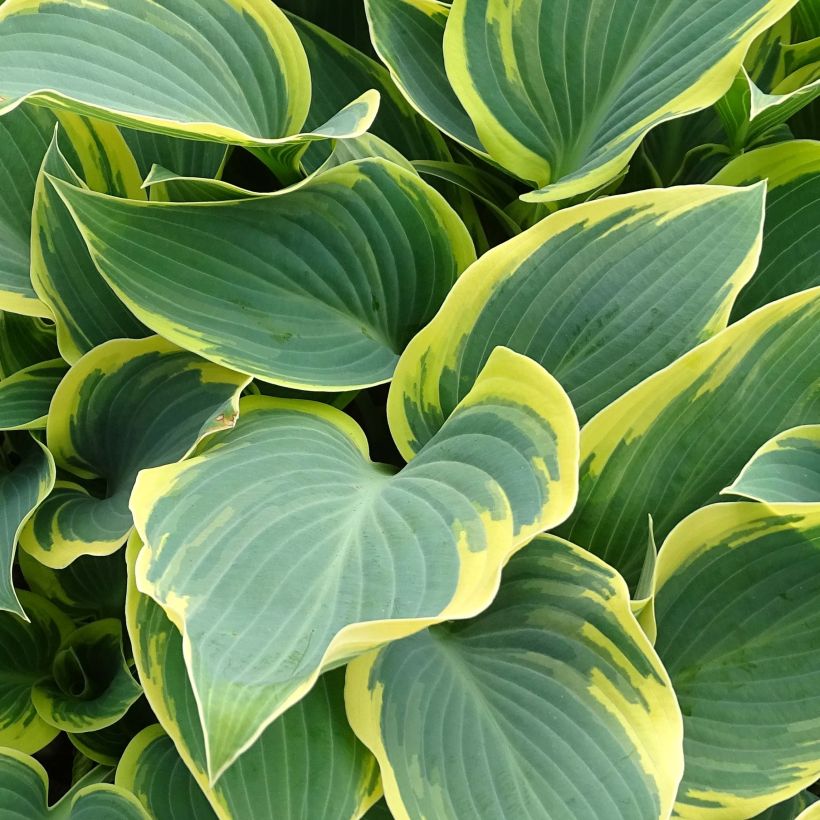 Hosta First Frost (Fogliame)