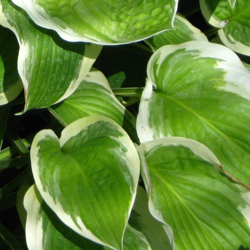 Hosta Formal Attire (Fogliame)