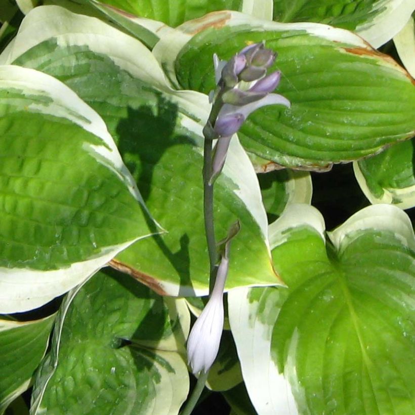 Hosta Formal Attire (Fioritura)