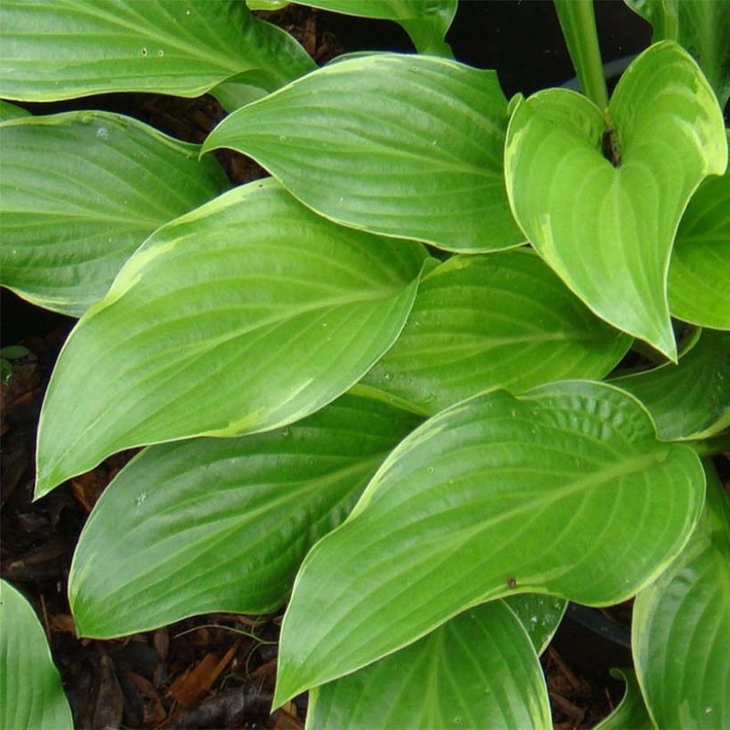 Hosta Fragrant Fire (Fogliame)