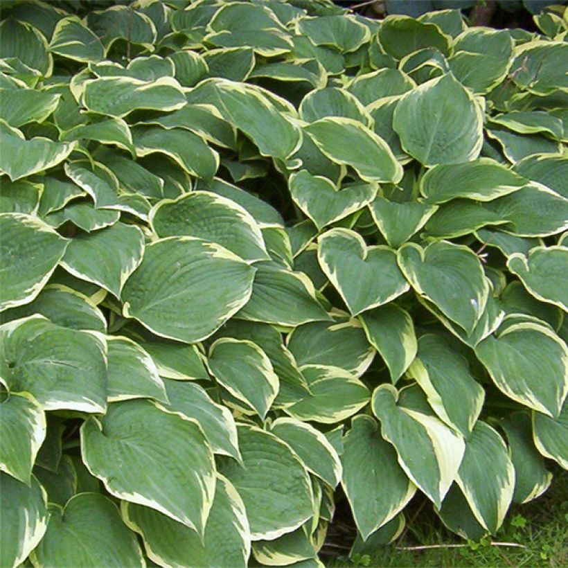 Hosta Fringe Benefit (Fioritura)