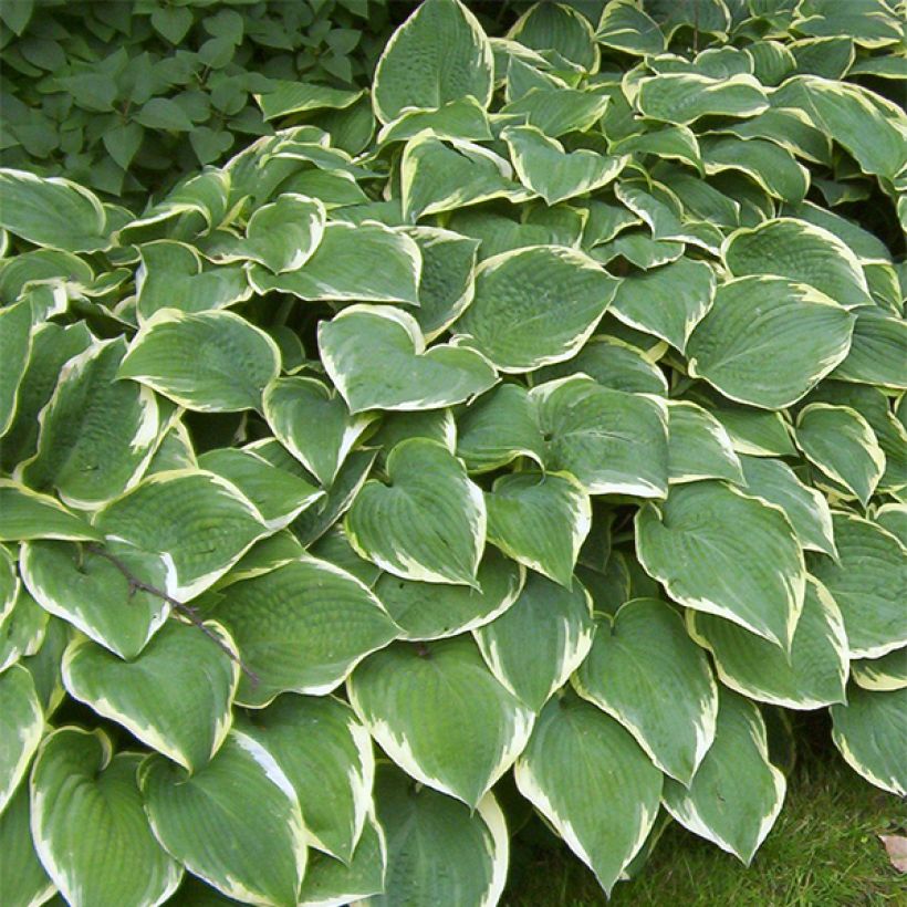 Hosta Fringe Benefit (Porto)