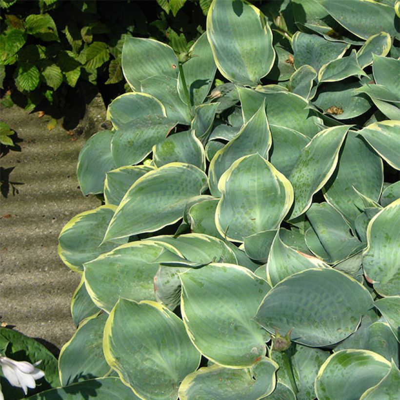 Hosta Dimples (Porto)