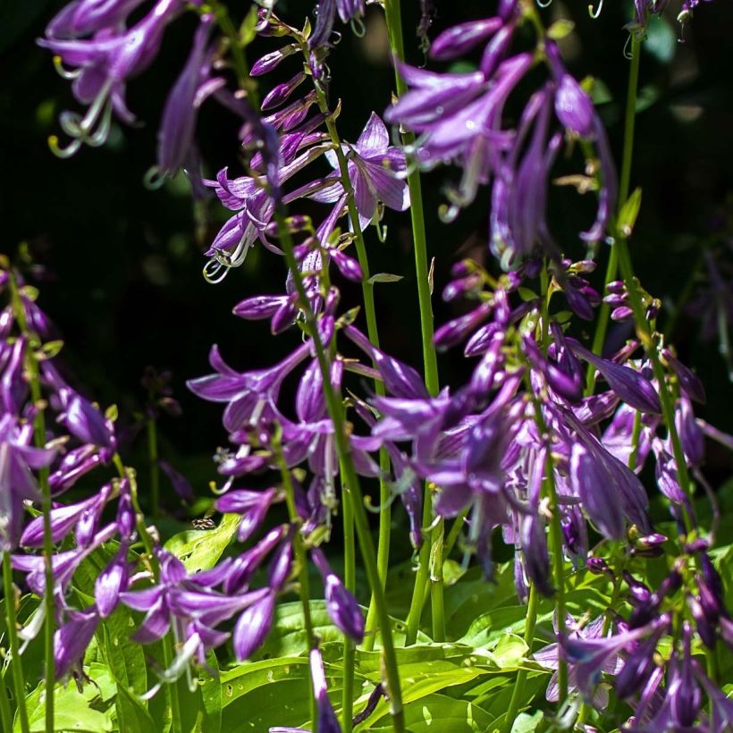 Hosta Gold Edger (Fioritura)