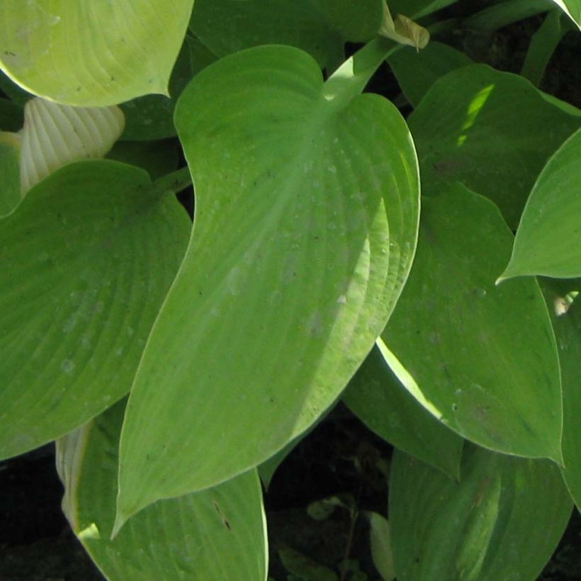 Hosta Gold Regal (Fogliame)