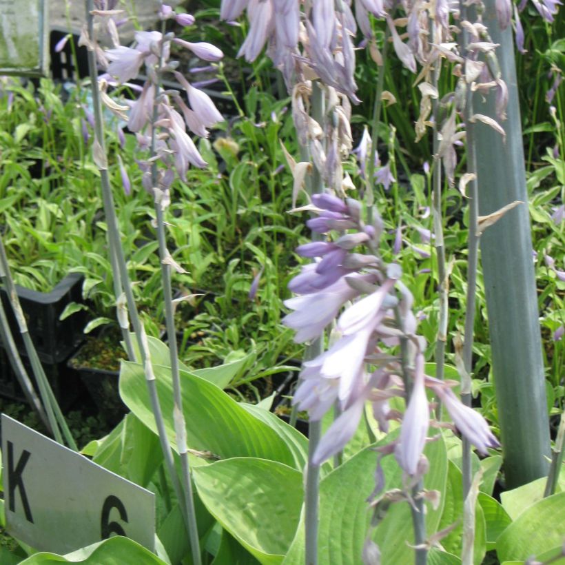 Hosta Gold Regal (Fioritura)