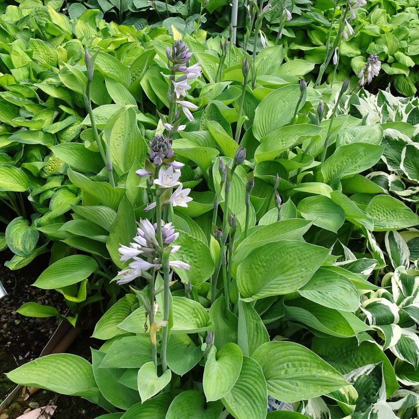 Hosta Gold Regal (Porto)