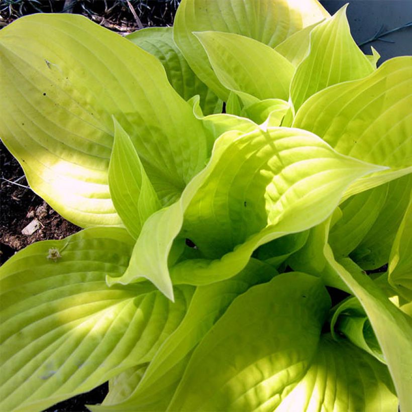 Hosta Golden Prayers (Fogliame)