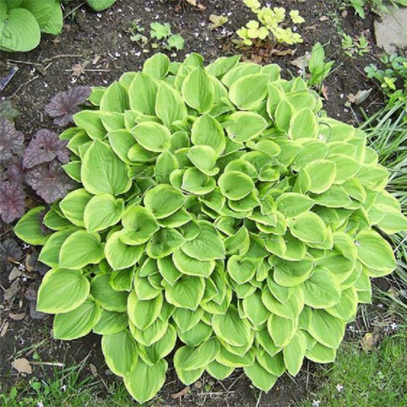 Hosta Golden Tiara (Fogliame)