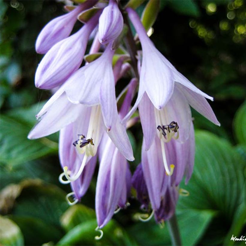 Hosta Golden Tiara (Fioritura)