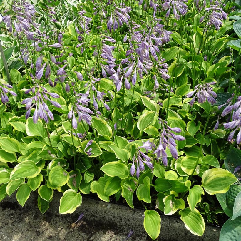 Hosta Golden Tiara (Porto)