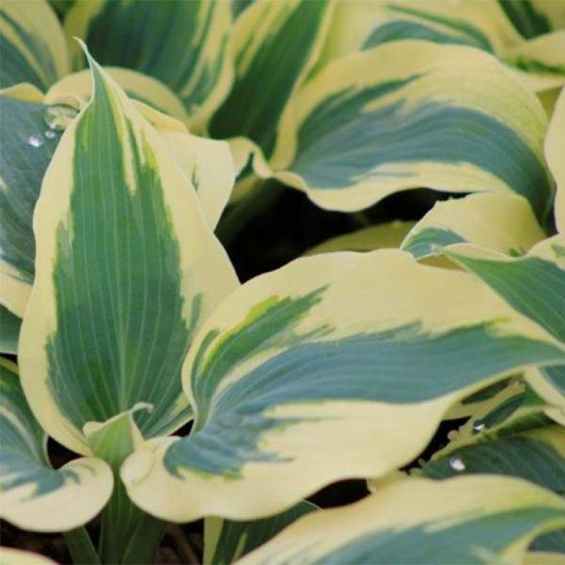 Hosta Great Escape (Fogliame)