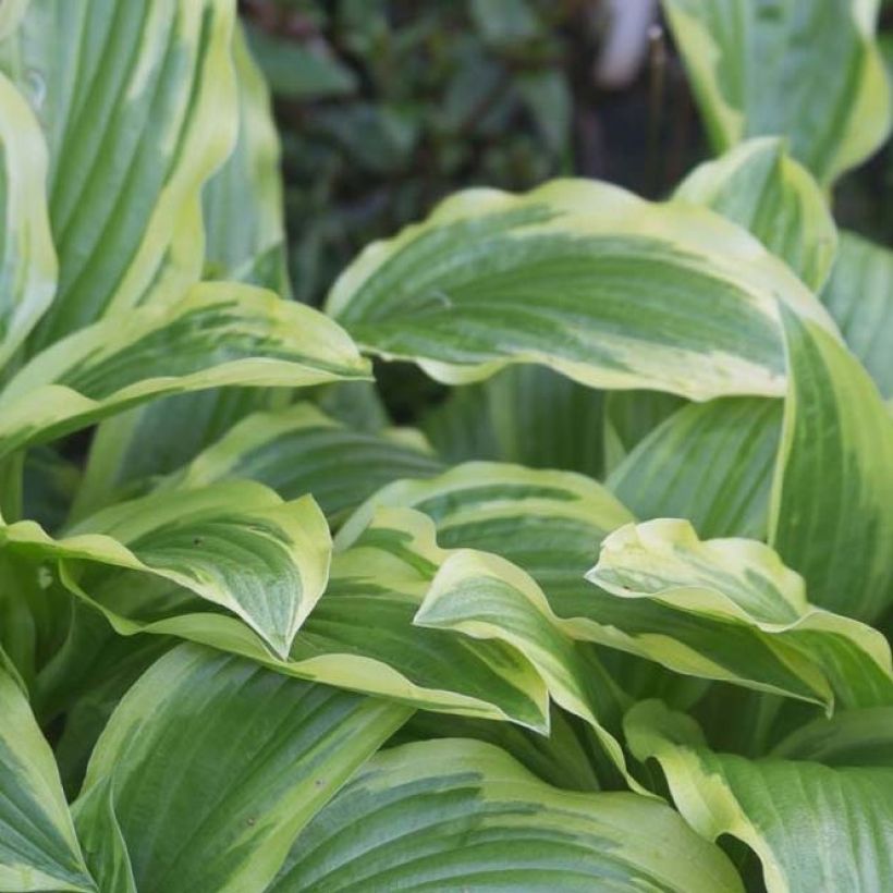 Hosta Ground Master (Fogliame)