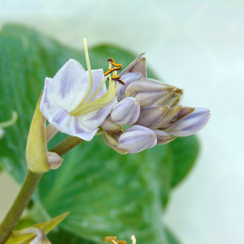 Hosta tardiana Halcyon (Fioritura)