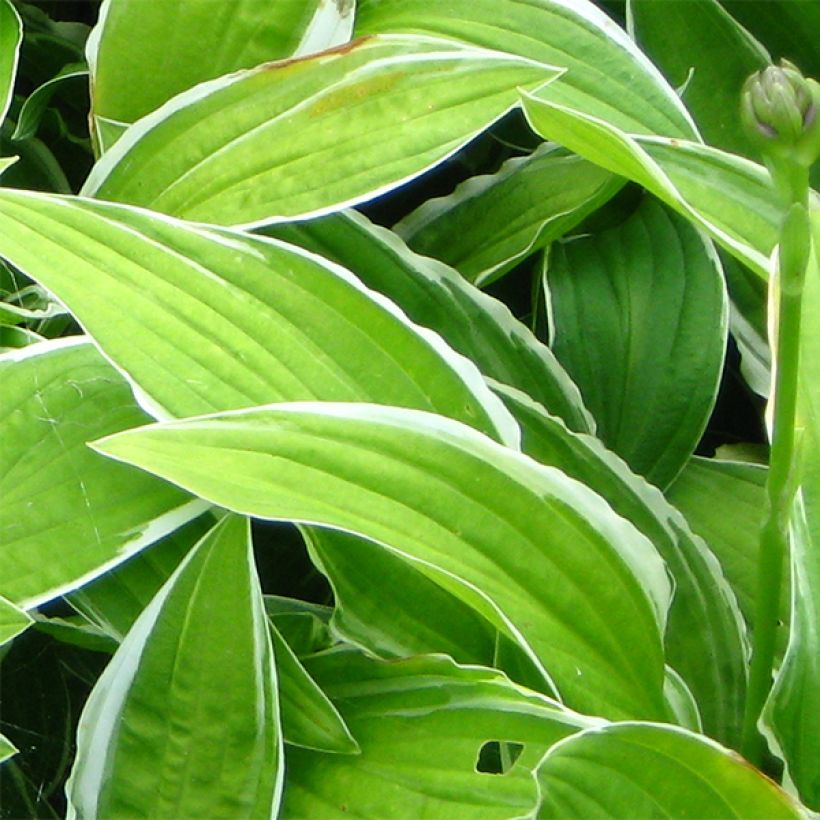 Hosta Herifu (Fogliame)