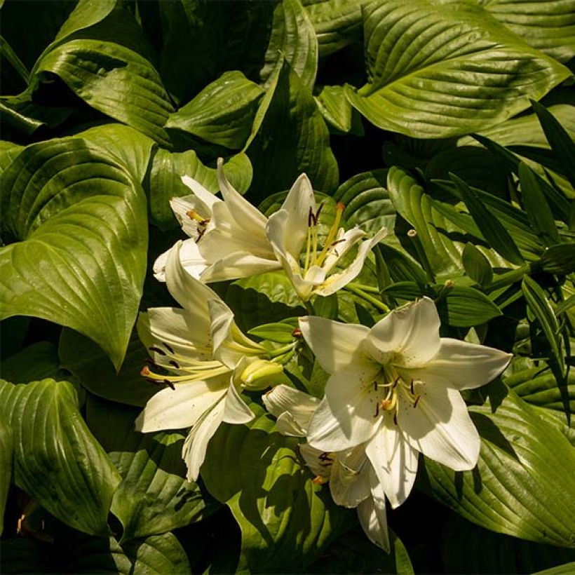 Hosta Honeybells (Fogliame)