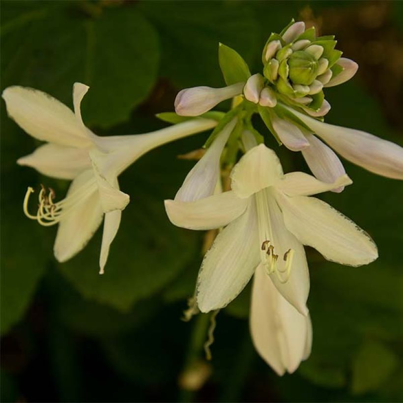 Hosta Honeybells (Fioritura)