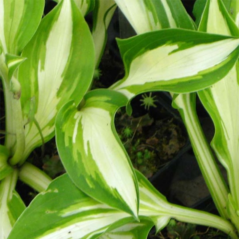 Hosta Joyce Trott (Fogliame)