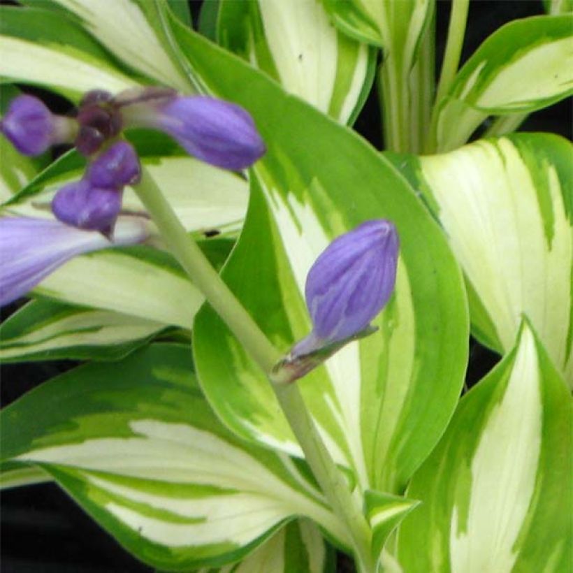 Hosta Joyce Trott (Fioritura)