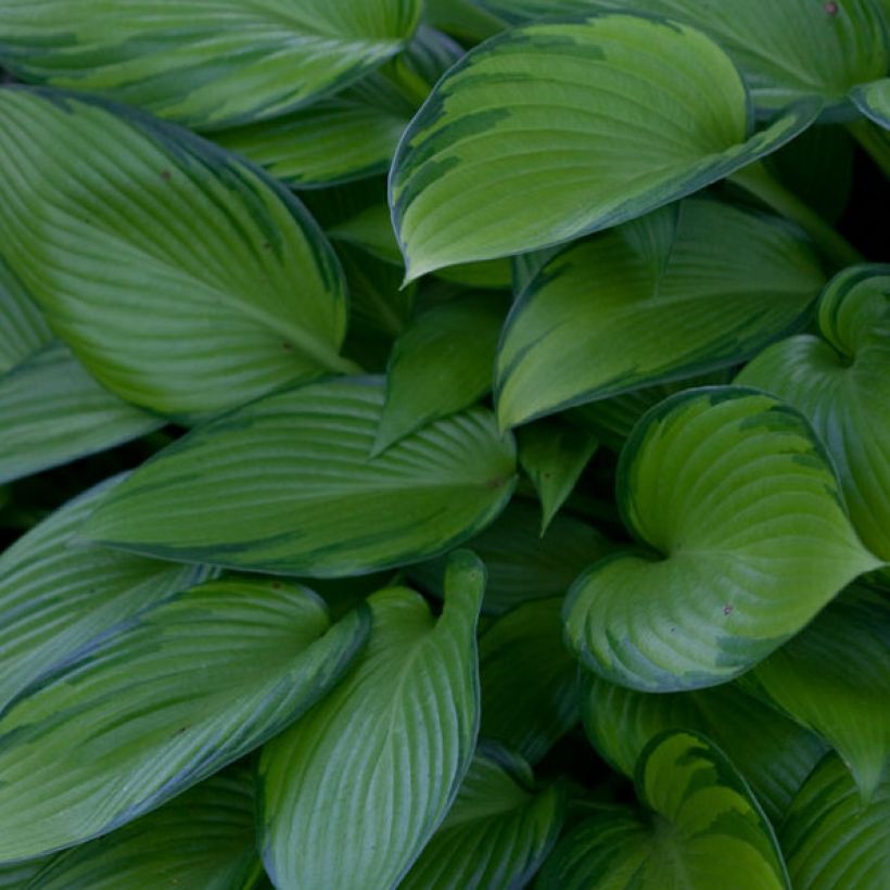 Hosta tardiana June Fever (Fogliame)