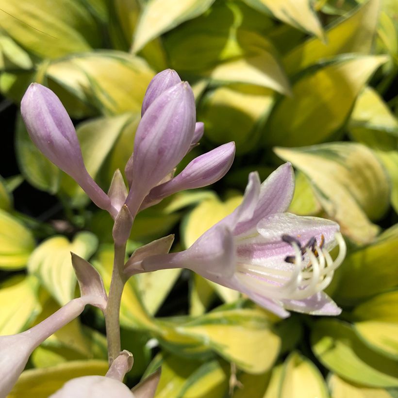 Hosta tardiana June (Fioritura)