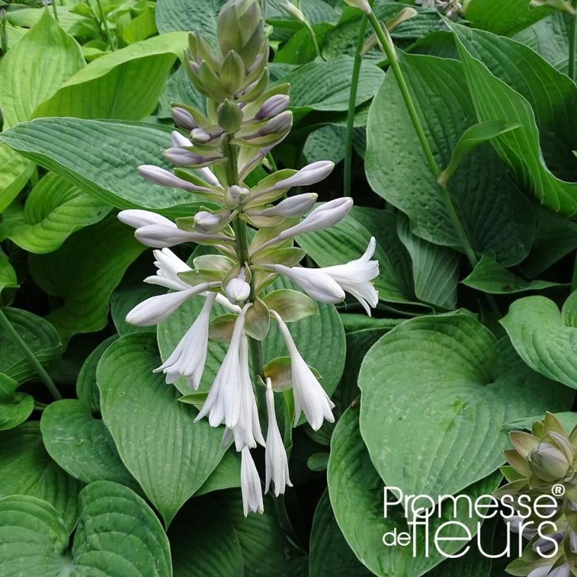 Hosta Jurassic Park (Fioritura)