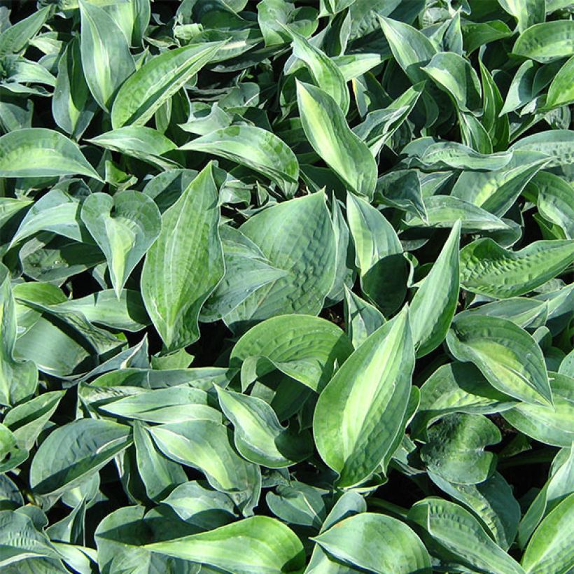 Hosta Kiwi Full Monty (Fogliame)