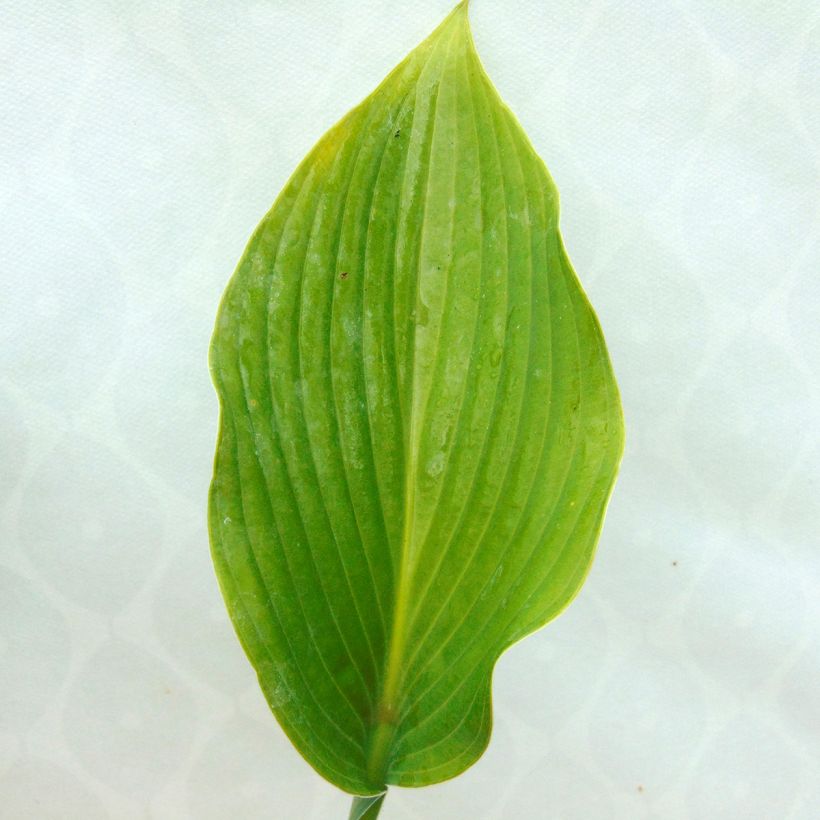 Hosta Krossa Regal (Fogliame)