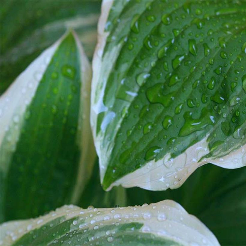 Hosta Minuteman (Fogliame)