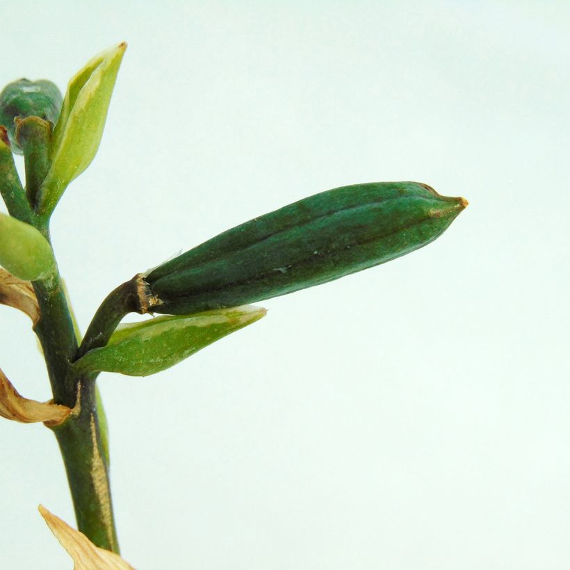 Hosta Minuteman (Raccolta)