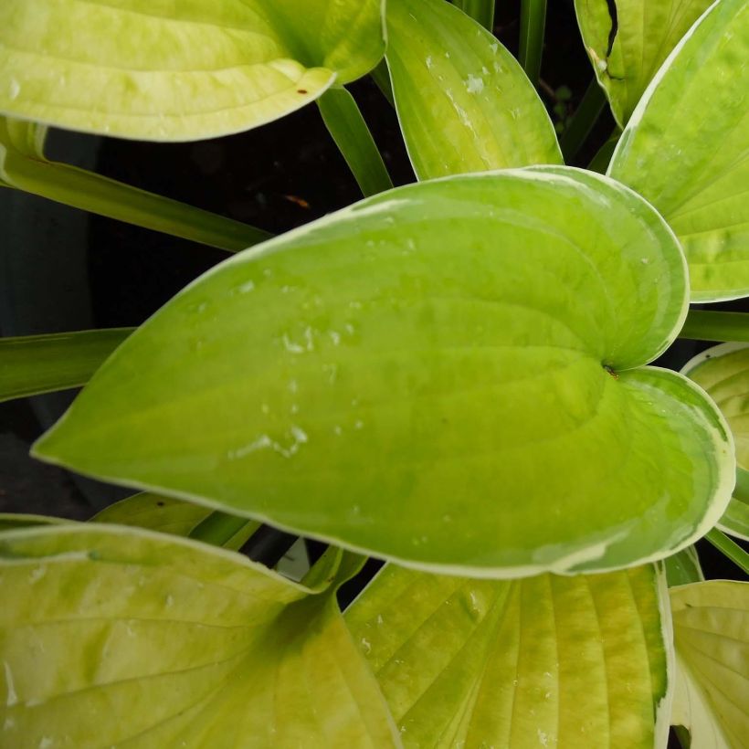 Hosta Moonlight (Fogliame)