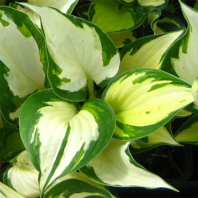 Hosta Morning Light (Fogliame)