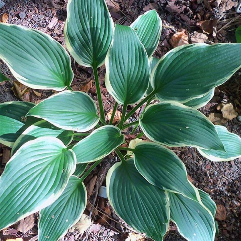 Hosta North Hills (Fogliame)