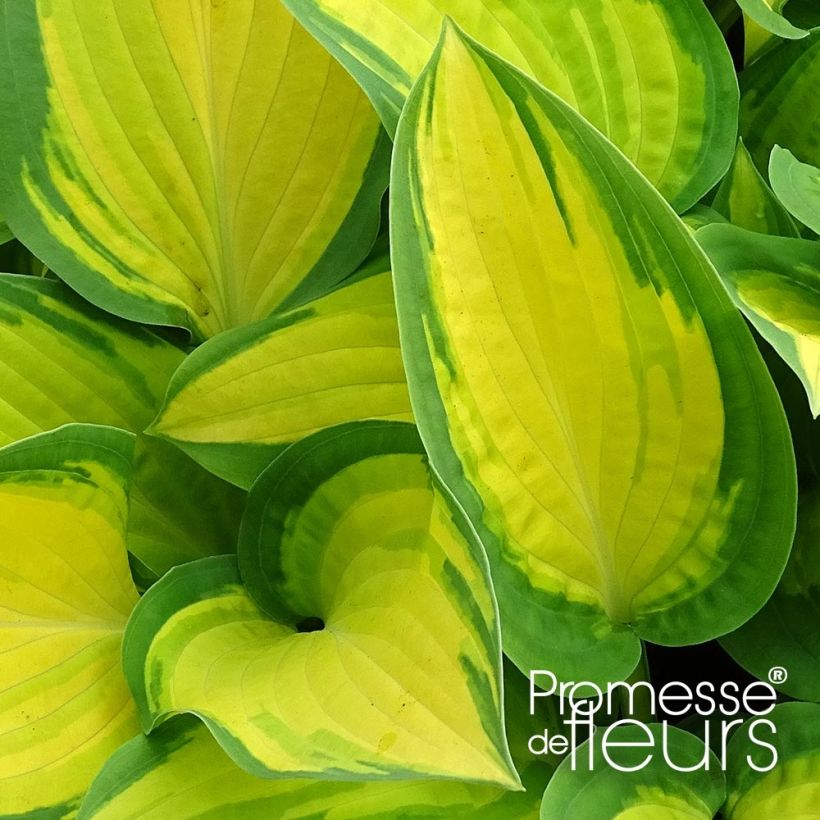 Hosta Orange Marmelade (Fogliame)