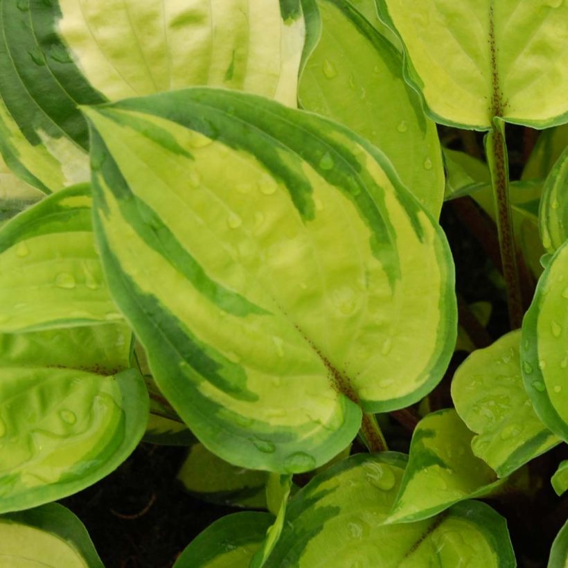 Hosta Paradise Island (Fogliame)