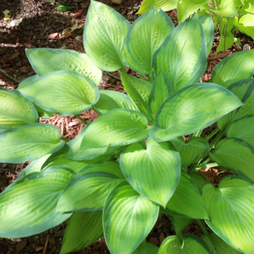 Hosta Paul's Glory (Porto)