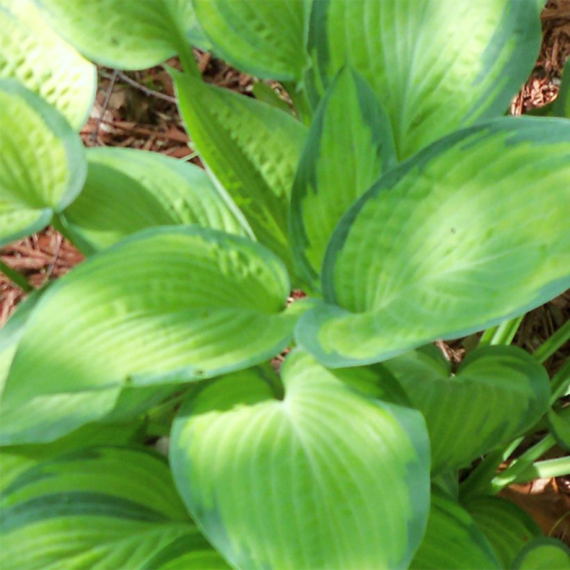 Hosta Paul's Glory (Fogliame)