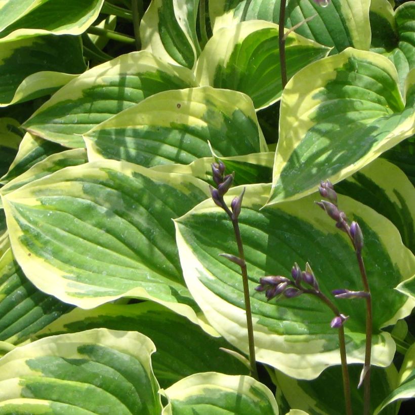 Hosta Pilgrim (Fogliame)