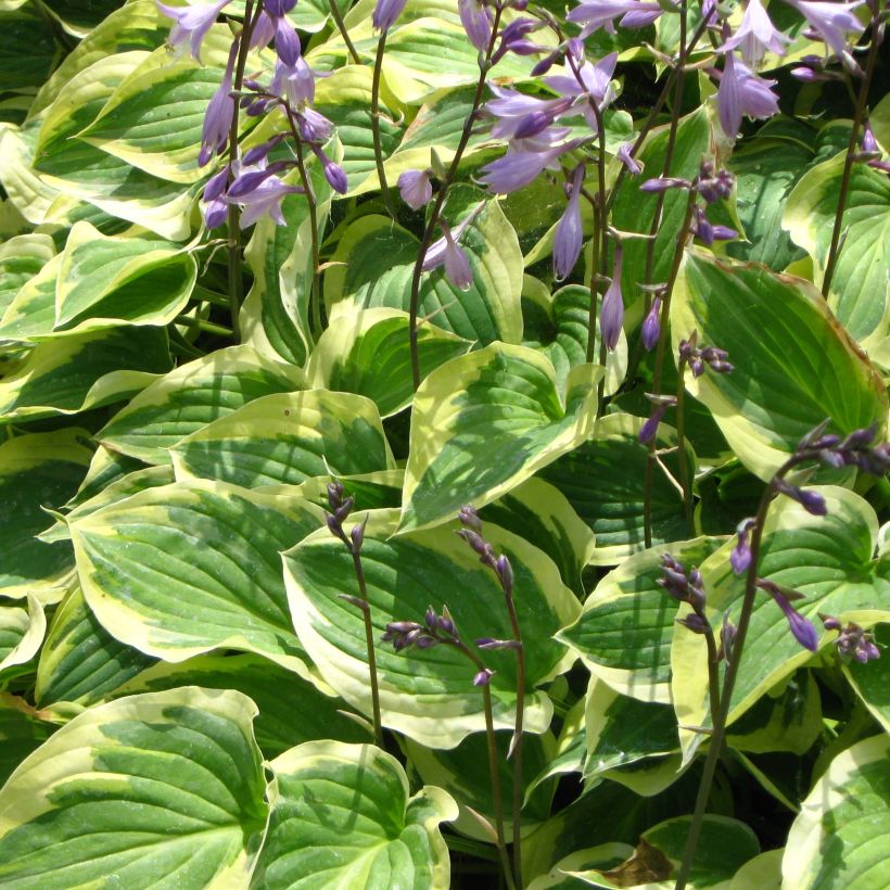 Hosta Pilgrim (Fioritura)