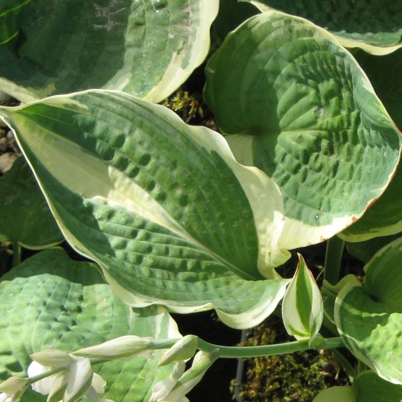 Hosta Pizzazz (Fogliame)