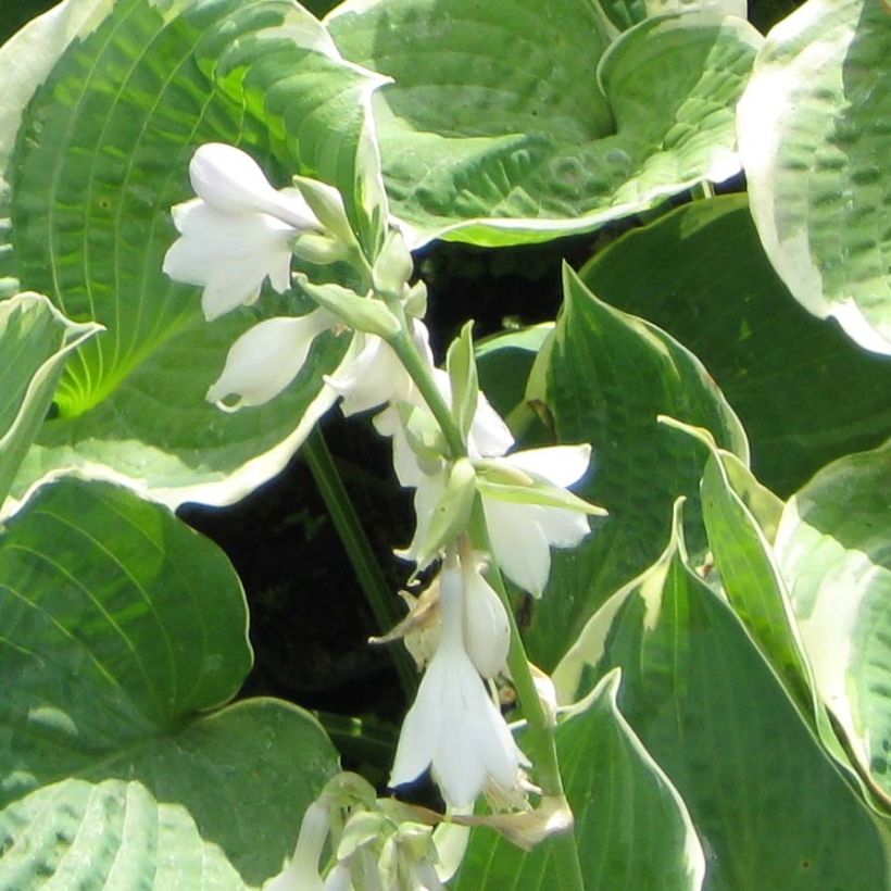 Hosta Pizzazz (Fioritura)