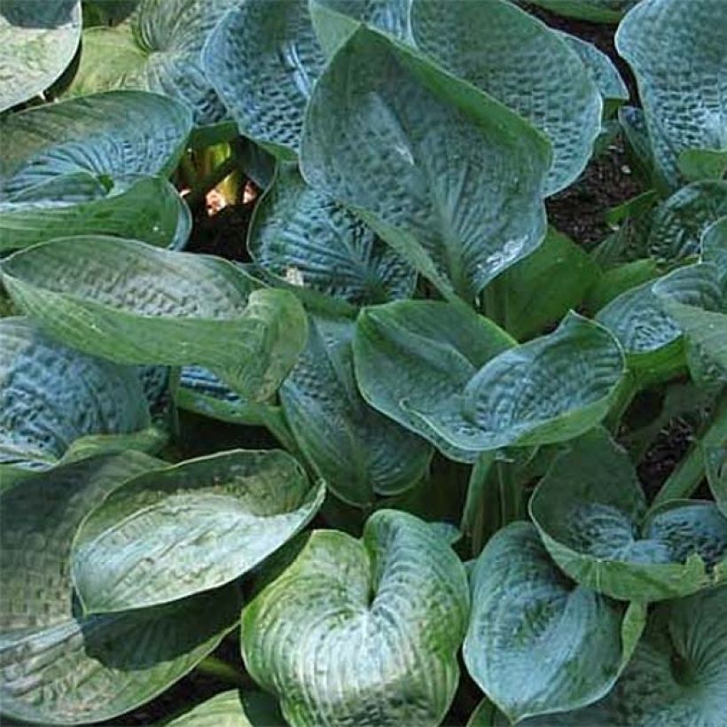 Hosta Prairie Sky (Fogliame)