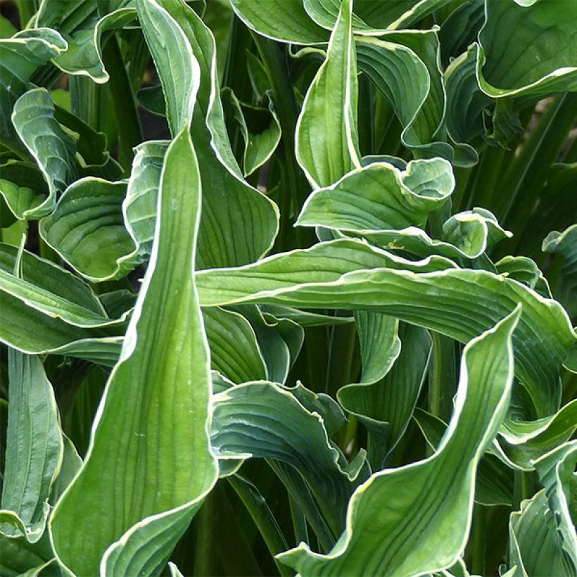 Hosta Praying Hands (Fogliame)