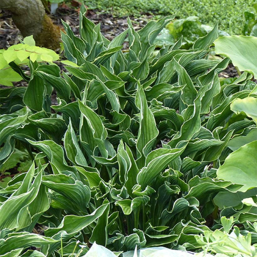 Hosta Praying Hands (Porto)