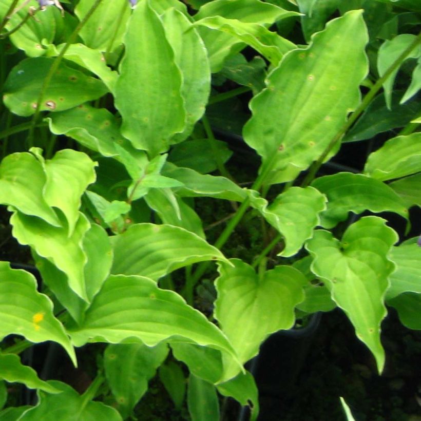 Hosta Purple Dwarf (Fogliame)