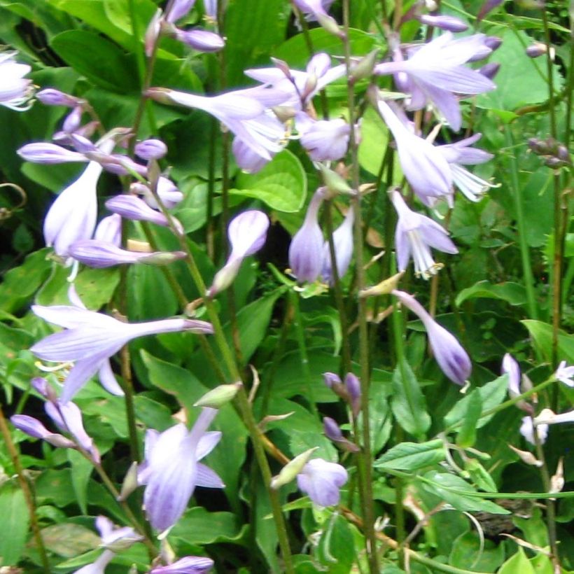 Hosta Purple Dwarf (Fioritura)