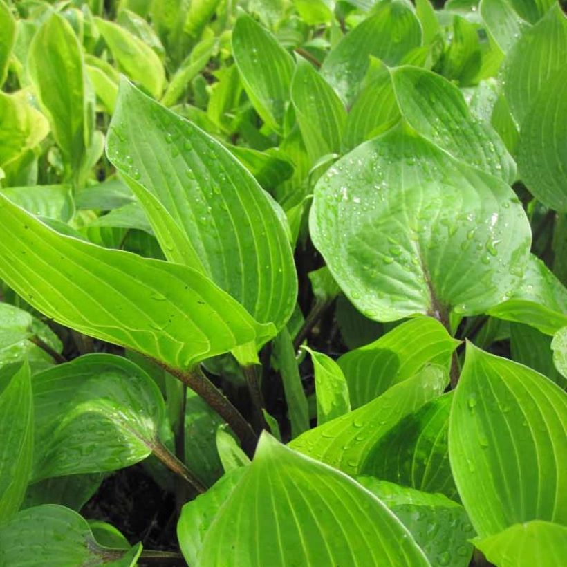 Hosta Purple Heart (Fogliame)