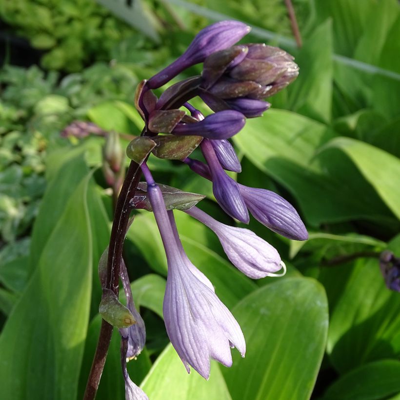 Hosta Purple Heart (Fioritura)