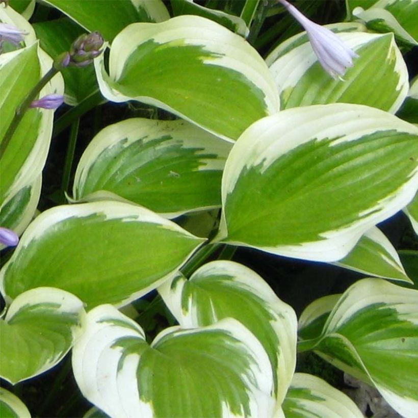 Hosta Queen Josephine (Fogliame)